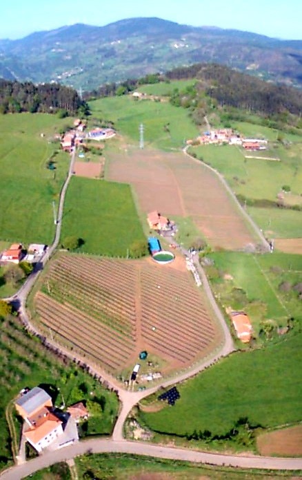 Finca_ecológica_Picaroso_arándanos