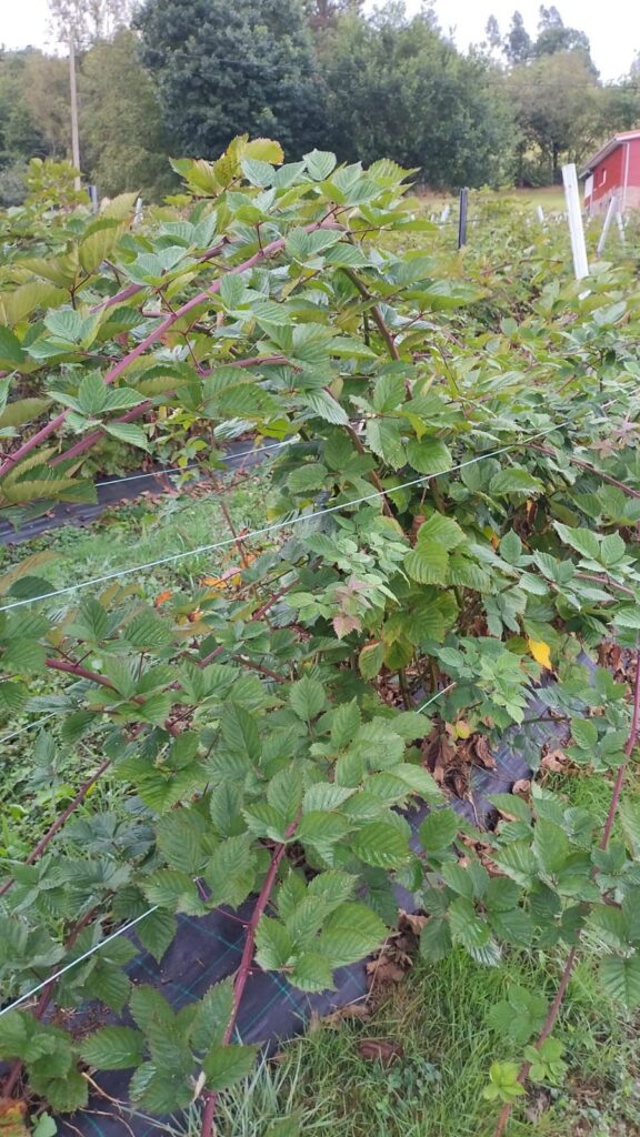 plantacion, imagen de las plantas