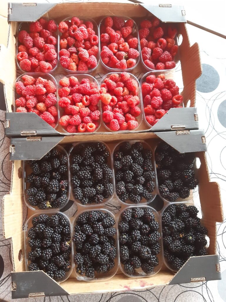 cajas con envases de variedades de frambuesa