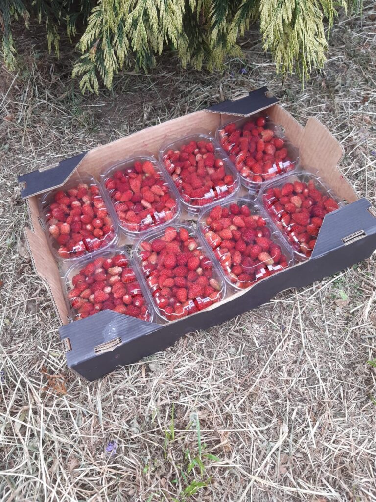 caja con envases de frambuesas