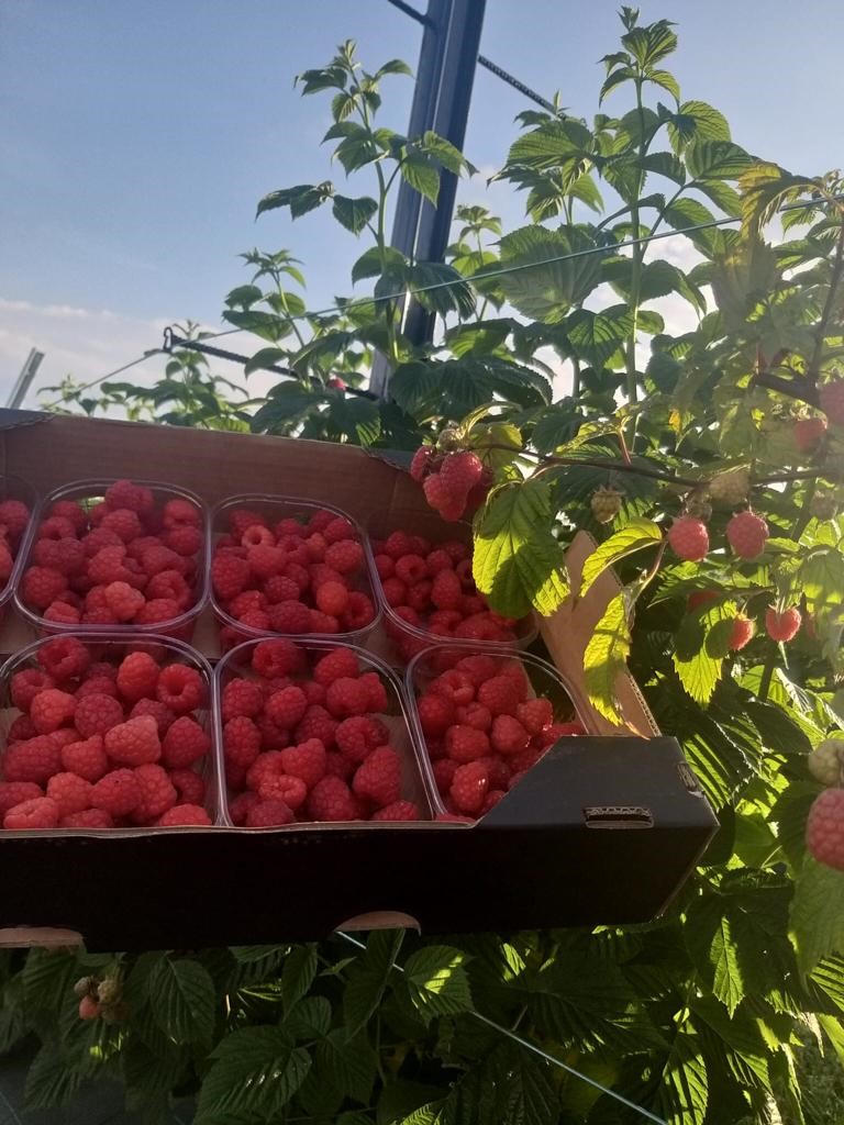 frambuesas en ramas y en cajas