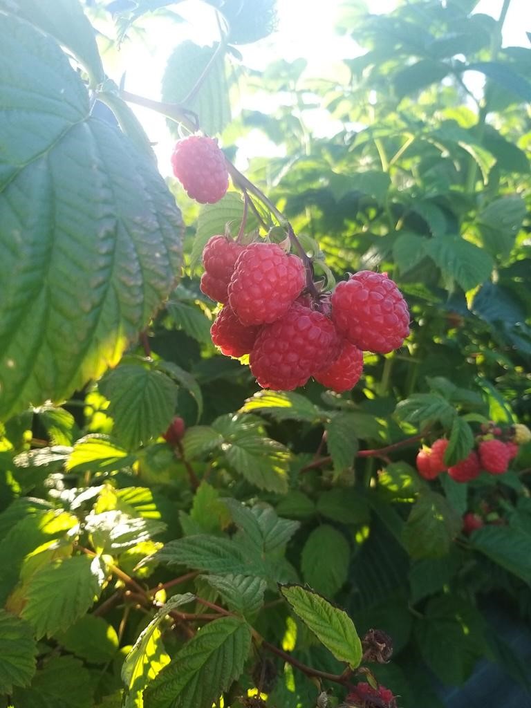 Vista de frambuesas en ramas
