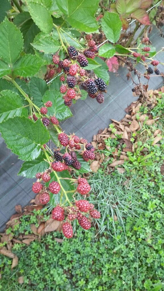 frambuesas en las ramas
