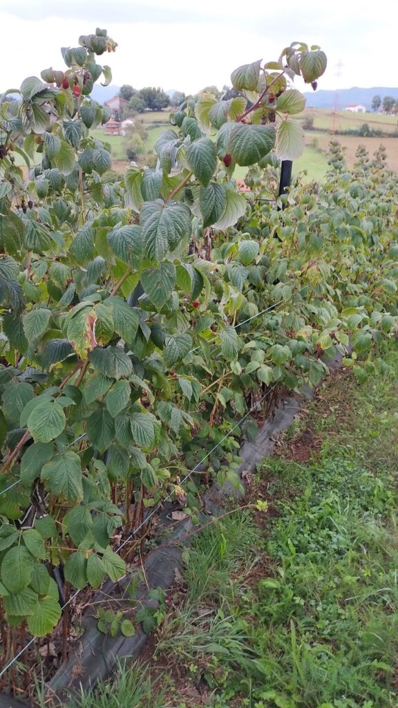plantacion frambuesas vista cercana