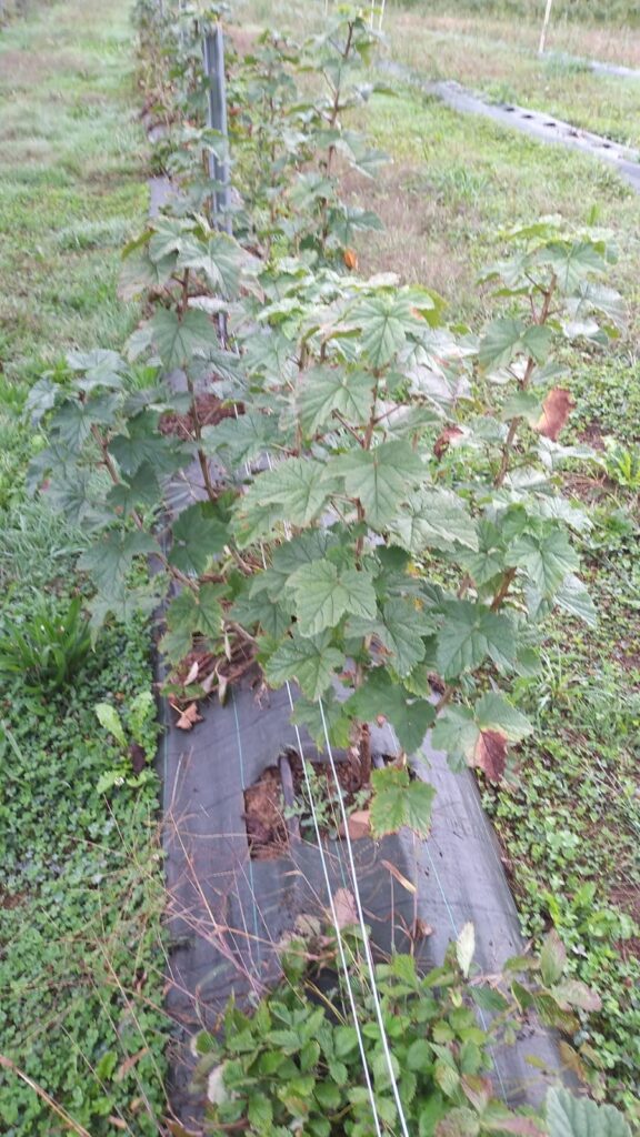 Imagen de las plantas desde arriba