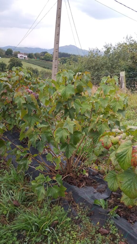 Imagen de las plantas