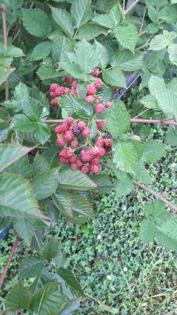 frambuesas en una rama